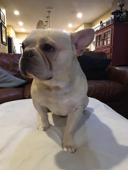 Bowie Towne Veterinary Hospital 4