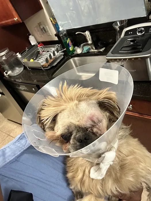 Spay Now Animal Surgery Clinic 9