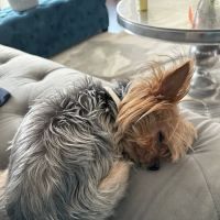 Spay Now Animal Surgery Clinic ico