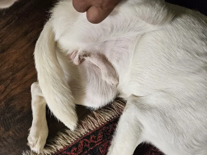 Spay Now Animal Surgery Clinic 7