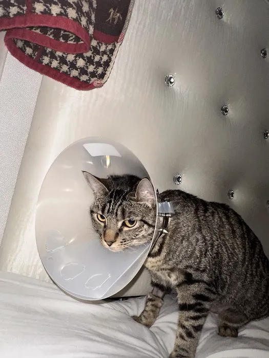 Spay Now Animal Surgery Clinic 6