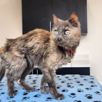 Great Scottie Veterinary Clinic ico