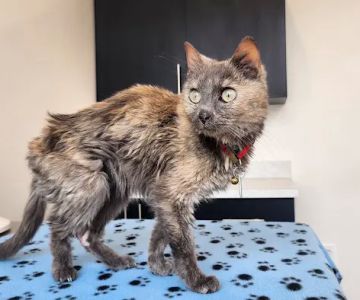 Great Scottie Veterinary Clinic