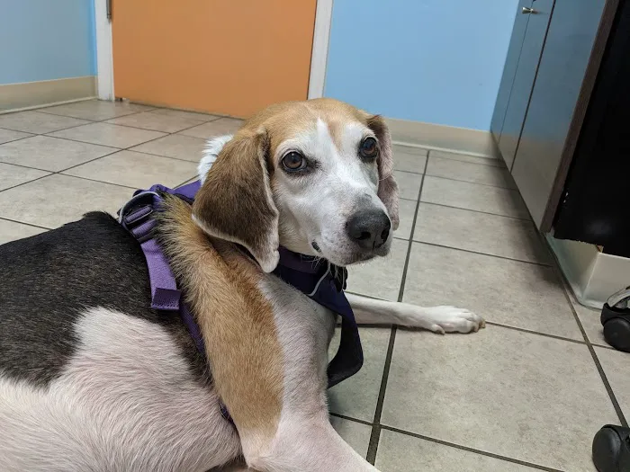 Claws N Paws Animal Hospital 8