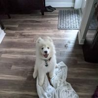 Claws N Paws Animal Hospital ico
