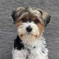 VCA Columbia Animal Hospital at Centre Park ico