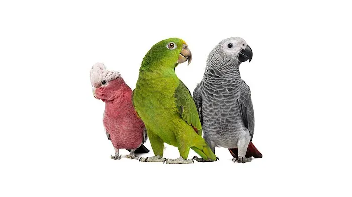 Gambrills Veterinary Center 1