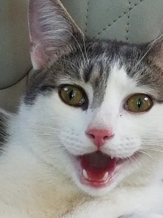 SPCA-Humane Society Spay/Neuter Clinic 12