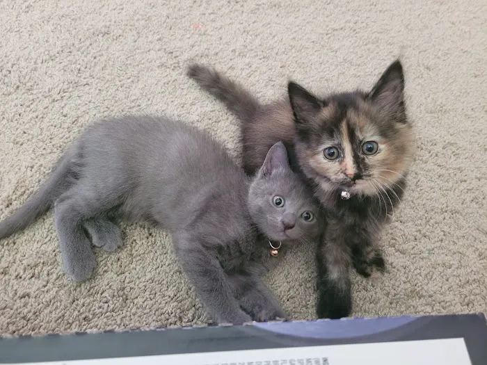 SPCA-Humane Society Spay/Neuter Clinic 12