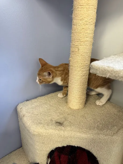 VCA Coolridge Animal Hospital 12