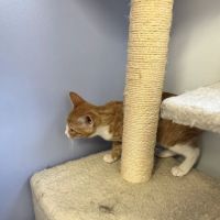 VCA Coolridge Animal Hospital ico