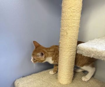 VCA Coolridge Animal Hospital