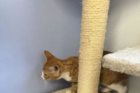 VCA Coolridge Animal Hospital