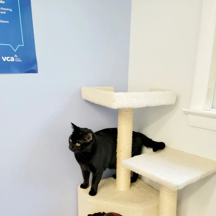 VCA Coolridge Animal Hospital 12