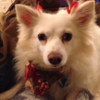 Banfield Pet Hospital ico
