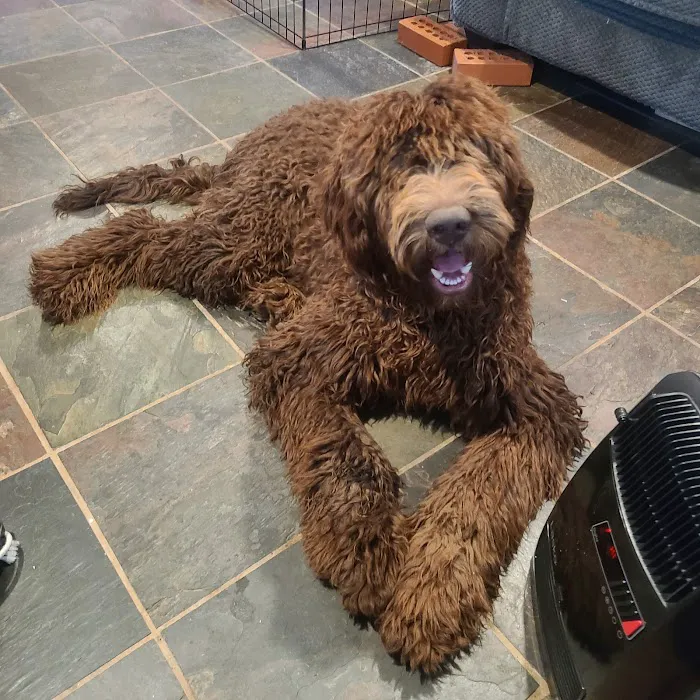 All Paws Veterinary Center 9