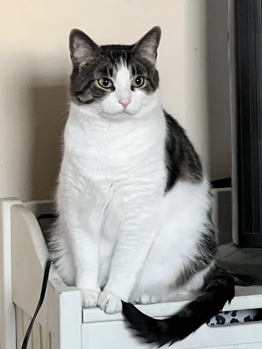 All Paws Veterinary Center 5