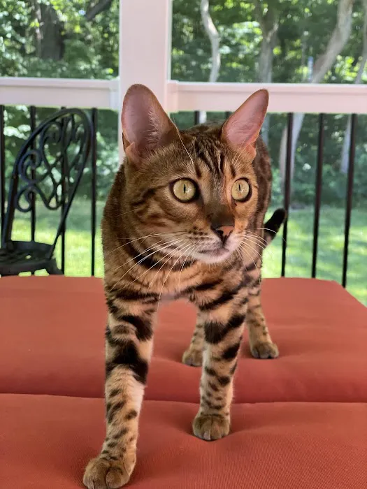 All Paws Veterinary Center 6