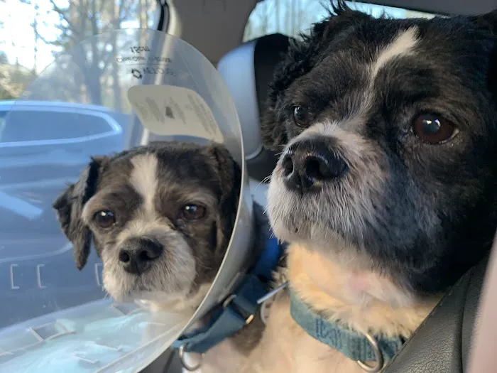 All Paws Veterinary Center 1