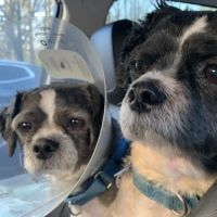 All Paws Veterinary Center ico
