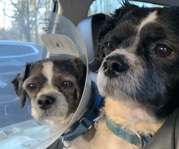 All Paws Veterinary Center