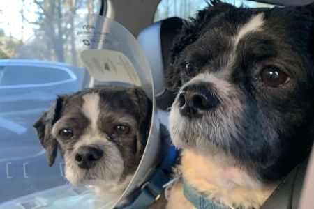 All Paws Veterinary Center