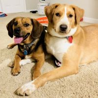 Highway Veterinary Hospital ico