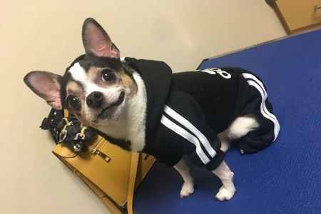 CVCA Cardiac Care For Pets