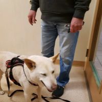 Hollin Hall Animal Hospital ico
