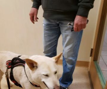 Hollin Hall Animal Hospital
