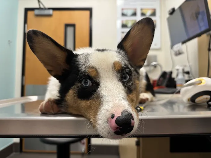 Banfield Pet Hospital 12