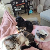 Animal Hospital of Laveen ico