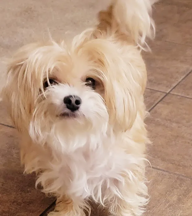 Animal Hospital of Laveen 8