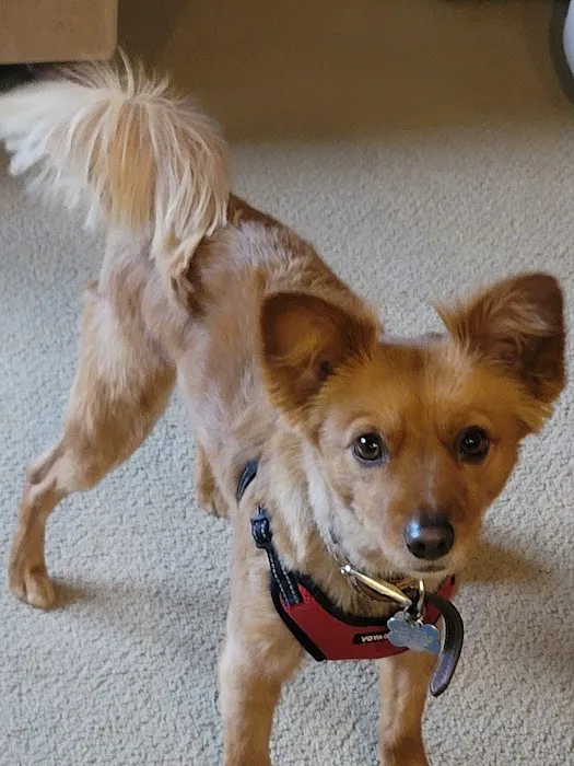 Animal Hospital of Laveen 9