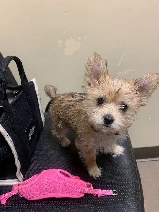 Animal Hospital of Laveen 4