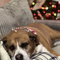 Compassionate Animal Care ico