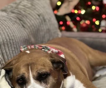 Compassionate Animal Care