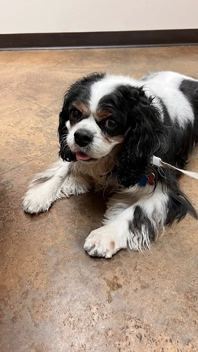 Alta Mesa Animal Hospital 1