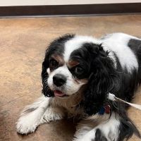 Alta Mesa Animal Hospital ico