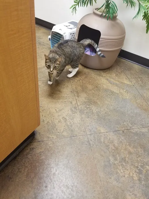 Alta Mesa Animal Hospital 5