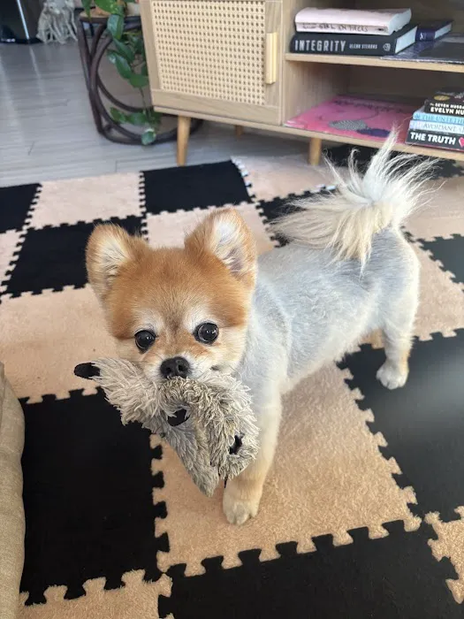 Pet Smiles General Veterinary Dentistry 4