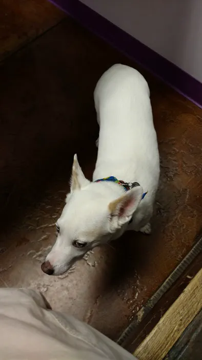 Animal House Veterinary Clinic 5