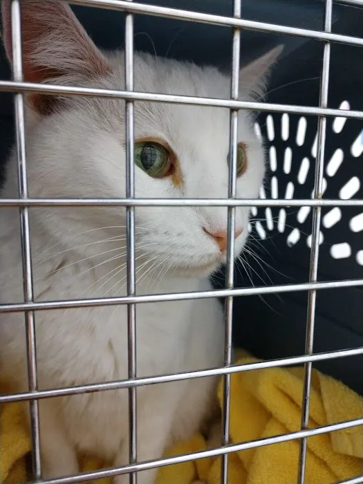 Animal House Veterinary Clinic 4