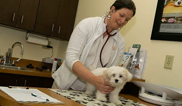 Priority Pet Hospital 3