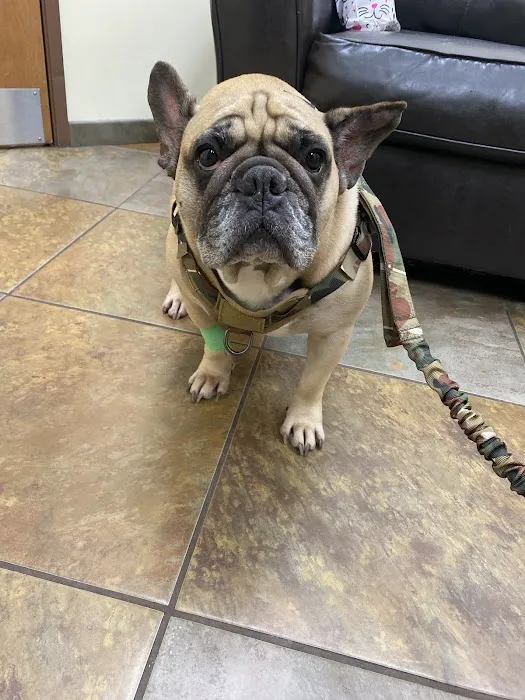 Priority Pet Hospital 2