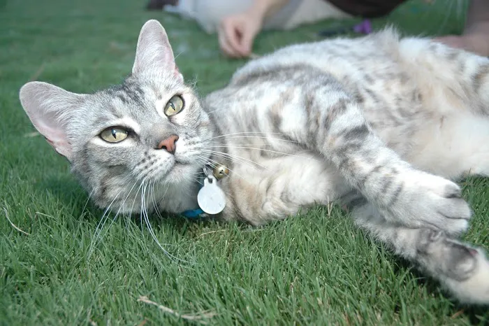 Priority Pet Hospital 8