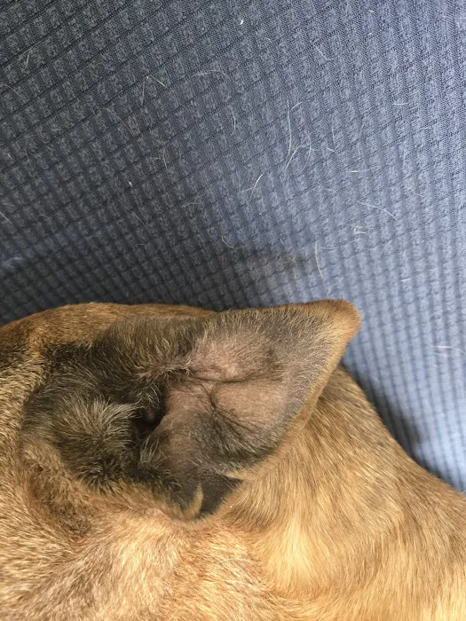 Market Street Pet Hospital 8