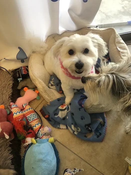 Signal Butte Animal Hospital & Grooming 12