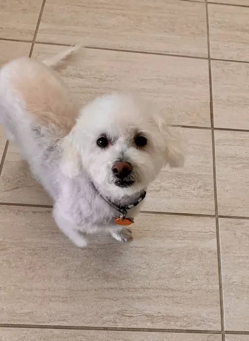 Signal Butte Animal Hospital & Grooming 12