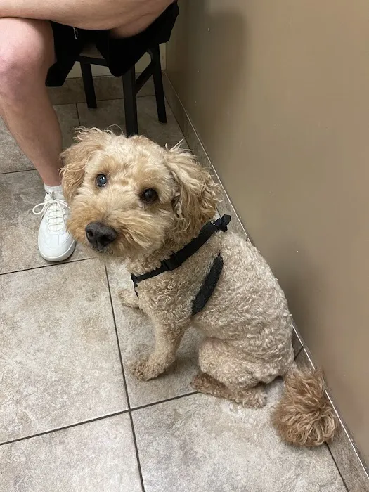 Signal Butte Animal Hospital & Grooming 12